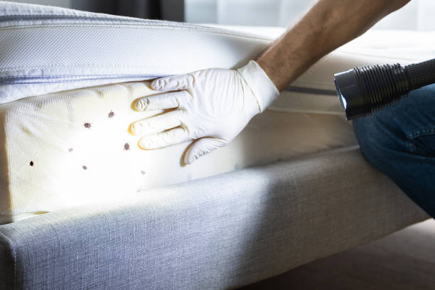Best Mosquito Control Services  in Lac Du Flambeau, WI